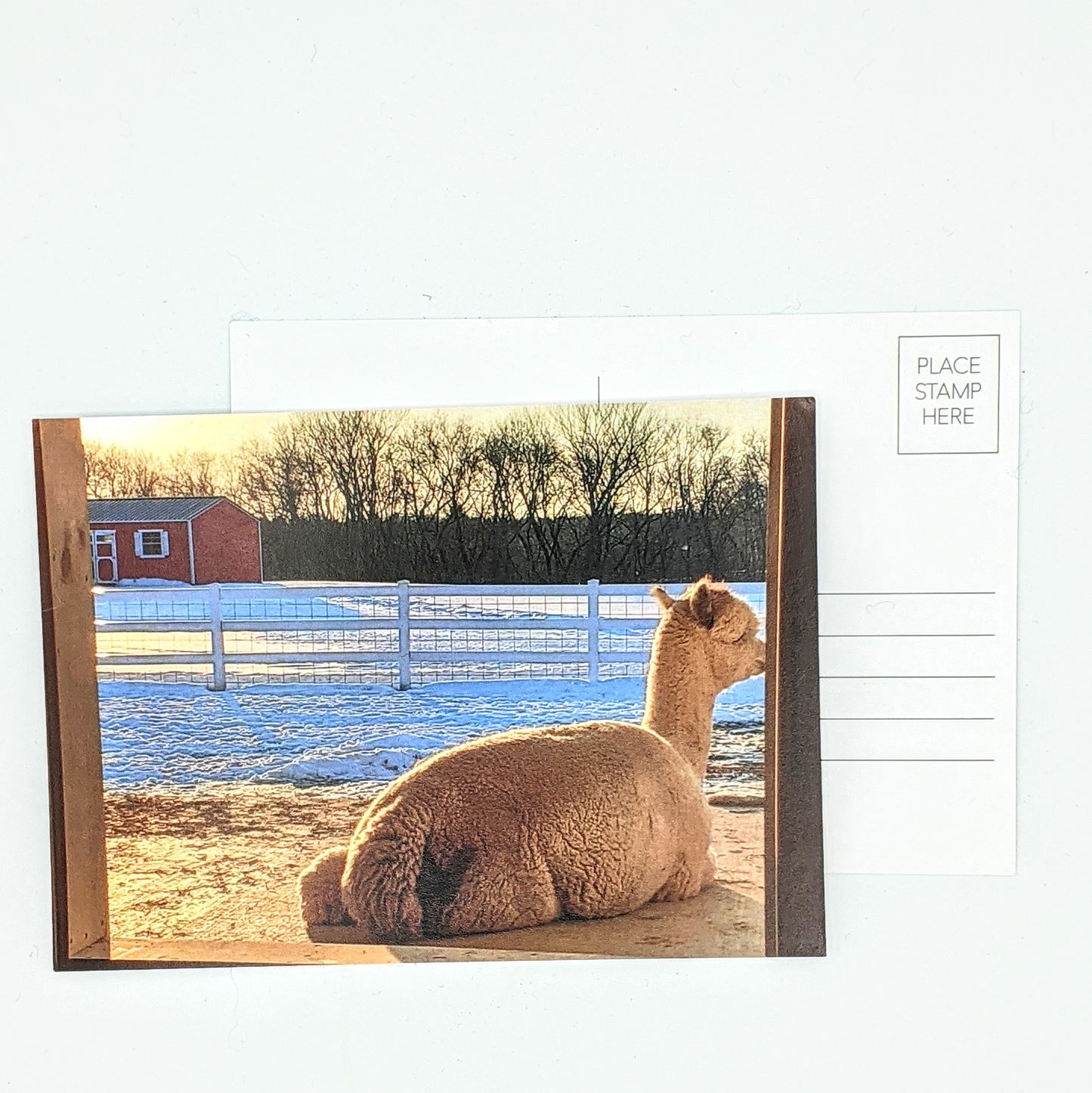 5 x 7 Postcard - Poppi - Contemplation