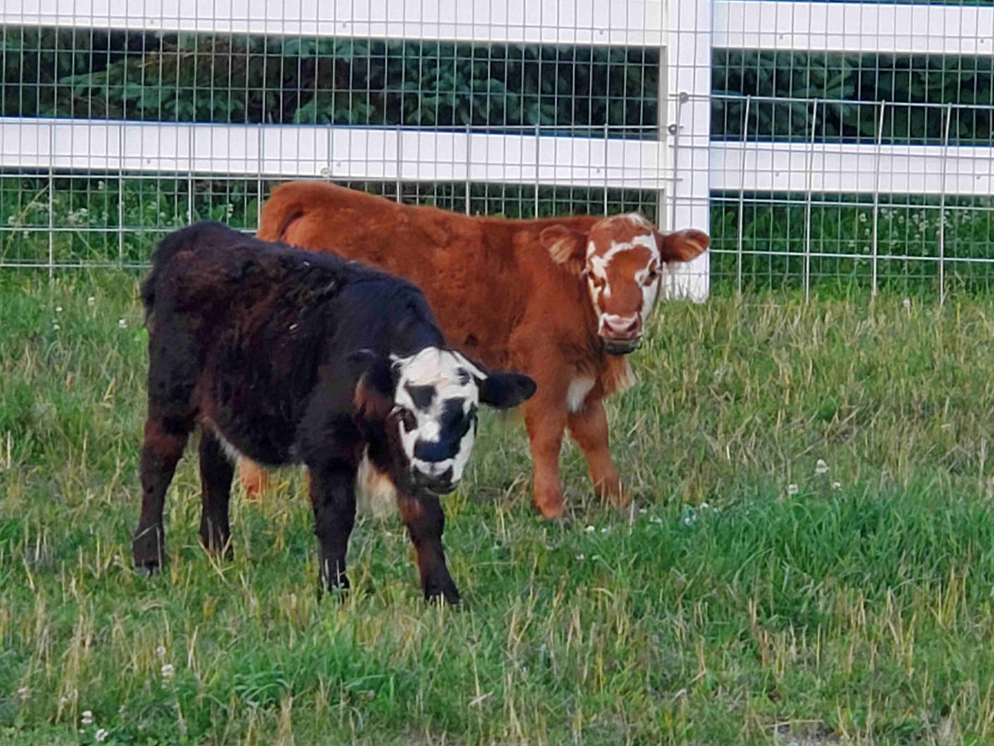 4 x 6 matted photo - Cows